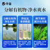华畜 枯草芽孢（嗜冷型）分解有机物 抑制有害藻 净水调水 降低氨氮 商品缩略图4