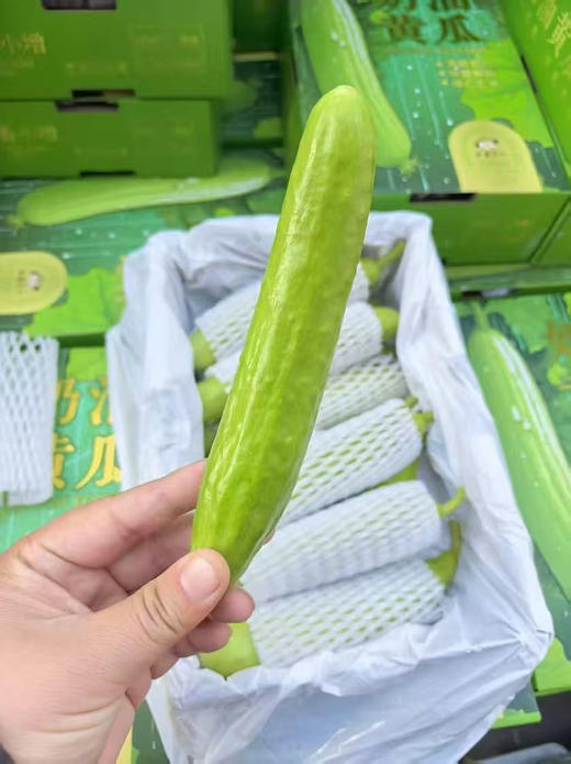 奶油小黄瓜，有机，净2.5斤/箱 商品图0