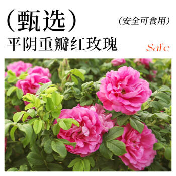 展艺玫瑰花调味糖浆250g 玫瑰花酱糖浆甜品咖啡调酒冰粉钵仔糕原料 /粮油调味 /烘焙原料 /基础原料 商品图6