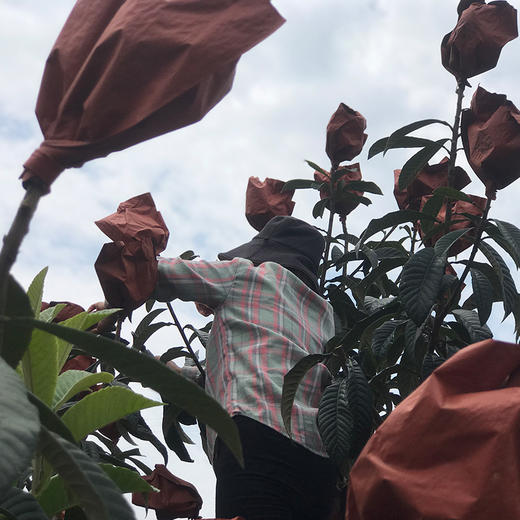 【顺丰包邮】攀枝花米易枇杷 甜美鲜嫩 3斤大果彩箱装/3.8-4斤礼盒装 商品图5