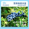 【买5赠1】优果能野生蓝莓果原浆 小分子原浆专利技术更易吸收NFC无添加便携直饮原生态 商品缩略图1