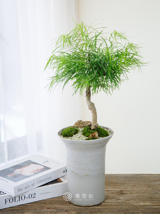 金钱松 商品图0