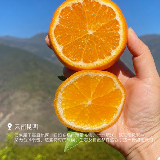 【特别福利29.9元4斤装！后面日常会涨价！】【新鲜成熟正当季 云南沃柑】行走的甜蜜水分炸弹‼ 农家肥灌溉，半野生品质~ 商品图3