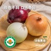 新疆有机三色洋葱 5斤（紫/黄/白三色）| 合作农友生产，产自新疆库尔勒，生产者：王忠军 *【公平贸易农人定价】 商品缩略图1
