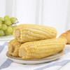 穗康糯玉米新鲜黄糯白糯10支组合4.2斤真空锁鲜整箱甜糯包邮 /粮油调味 /杂粮 /谷米类 商品缩略图2