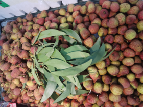 桂花香荔枝一斤