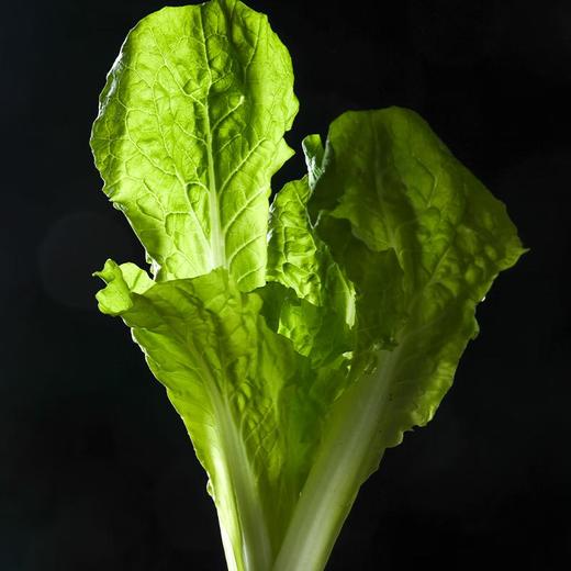 放心杭白菜 约300g/袋 安全安心可追溯 伊藤自有品牌 商品图2