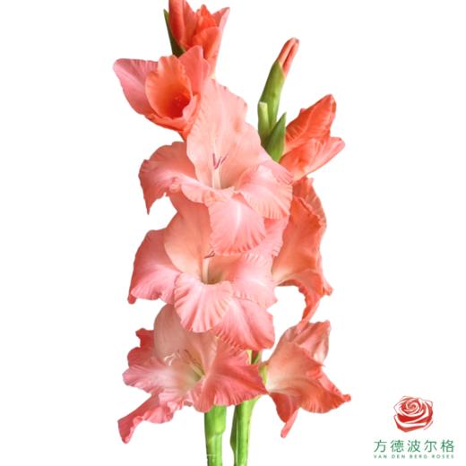 剑兰-糖宝宝 5枝/扎 商品图0