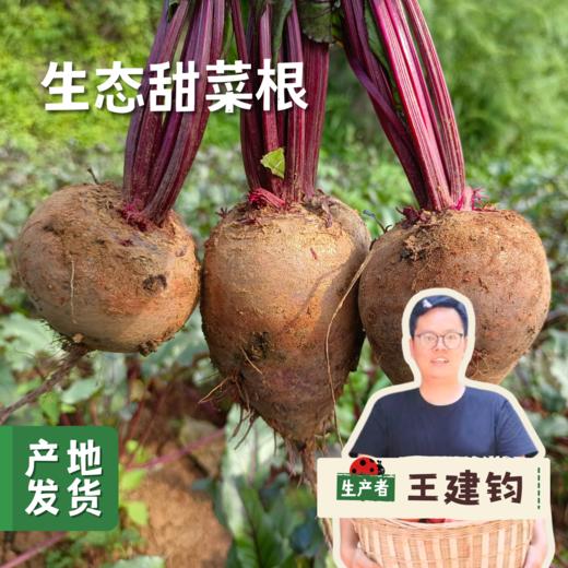 生态甜菜根（火焰菜）2斤/5斤 | 合作农友生产，产自云南昆明，生产者：王建钧 *【公平贸易农人定价】 商品图0