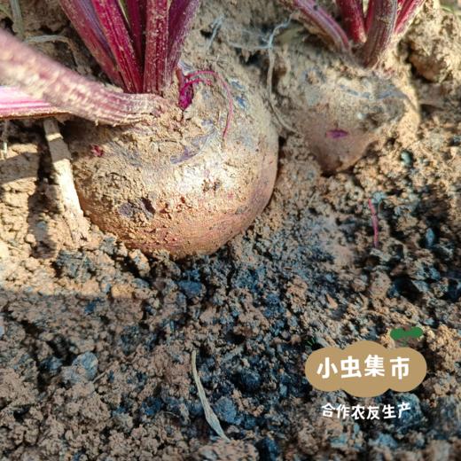 生态甜菜根（火焰菜）2斤/5斤 | 合作农友生产，产自云南昆明，生产者：王建钧 *【公平贸易农人定价】 商品图4