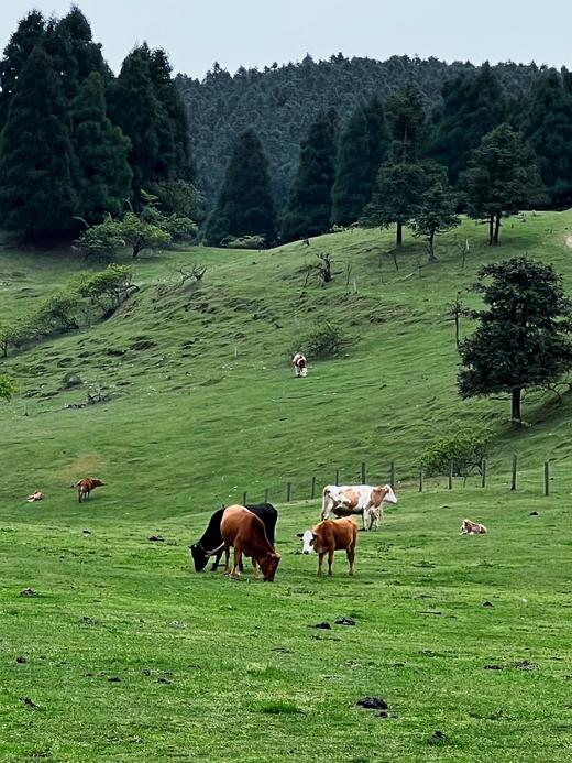 【武隆一日游】 💰128包含往返大巴车+景区门票+保险+行车助理~ 商品图2