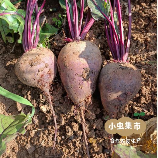 生态甜菜根（火焰菜）2斤/5斤 | 合作农友生产，产自云南昆明，生产者：王建钧 *【公平贸易农人定价】 商品图2