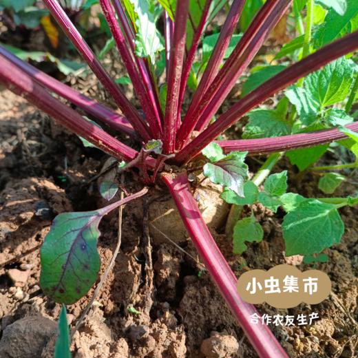 生态甜菜根（火焰菜）2斤/5斤 | 合作农友生产，产自云南昆明，生产者：王建钧 *【公平贸易农人定价】 商品图7