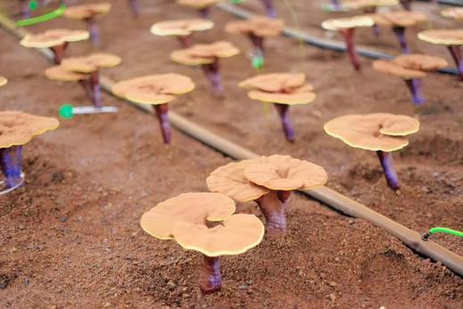 【伊春亲子】红松认领+灵芝采摘+森林漂流+森林骑士+寻蜜之旅+金山鹿苑+北沉香手串+红松协会证书 商品图0