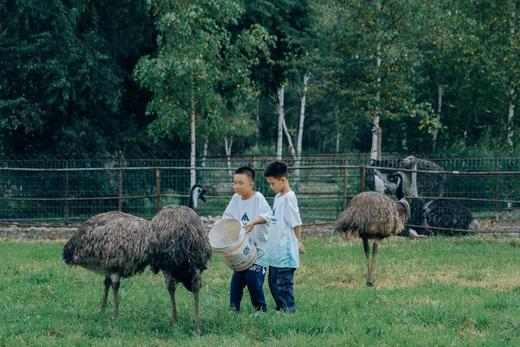 【课本旅行】美丽的小兴安岭+红松栽种与认领+金山鹿苑+恐龙面对面+地质变迁+蓝莓之约|逃离喧嚣，走进童话世界 商品图3