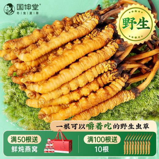 [火热销售中] 国坤堂2025年新鲜冬虫夏草礼盒 商品图3