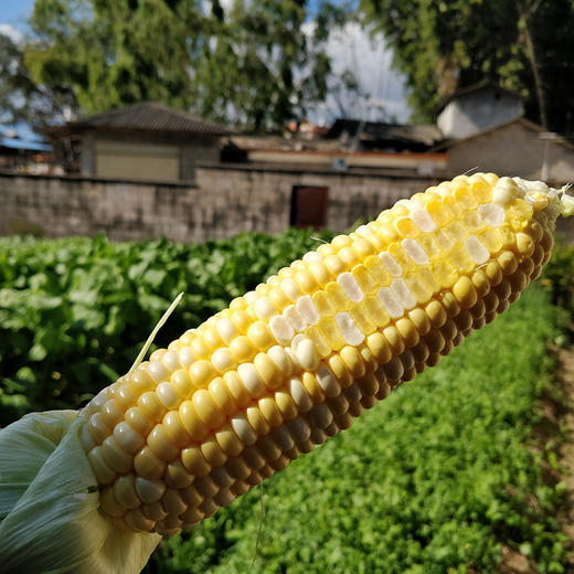 云南水果玉米 | 新鲜现摘 商品图8