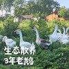 生态散养3年老鹅【切块】（原乡单发-顺丰陆运）| 来自成都安仁，生产者：杨恒珑【合作生产，公平贸易】 商品缩略图0