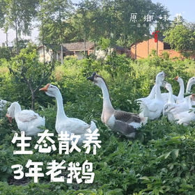生态散养3年老鹅【切块】（原乡单发-顺丰陆运）| 来自成都安仁，生产者：杨恒珑【合作生产，公平贸易】