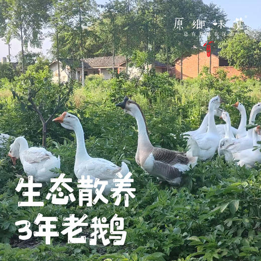生态散养3年老鹅【切块】（原乡单发-顺丰陆运）| 来自成都安仁，生产者：杨恒珑【合作生产，公平贸易】 商品图0