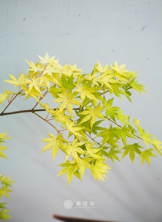 流泉枫② 商品图1