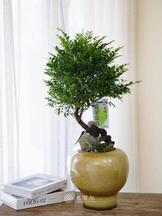 提根紫檀 商品图0