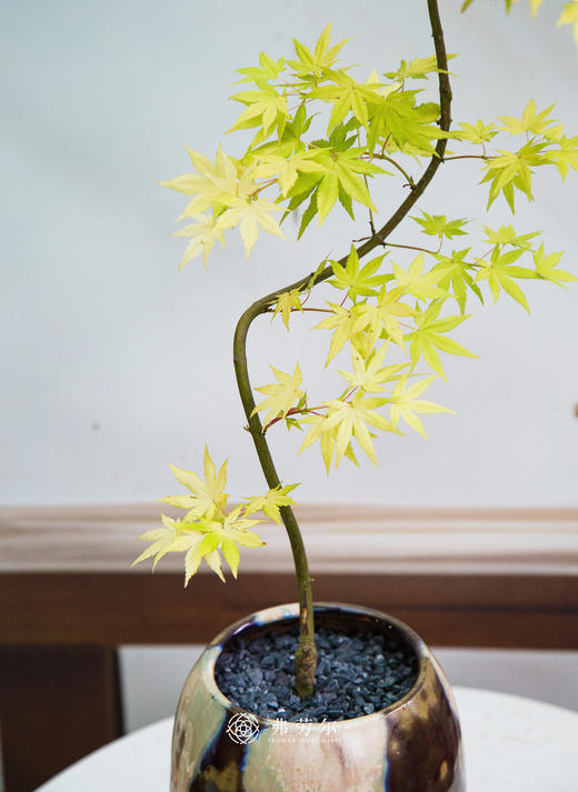 流泉枫② 商品图2