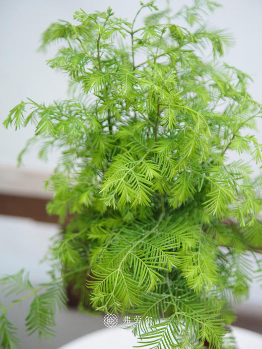 水杉③ 商品图1