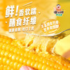 傻小胖紫玉米黄糯鲜玉米3斤（10根）8cm中间段黏玉米棒 早餐 杂粮 /粮油调味 /杂粮 /谷米类 商品缩略图2