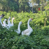生态散养3年老鹅【切块】（原乡单发-顺丰陆运）| 来自成都安仁，生产者：杨恒珑【合作生产，公平贸易】 商品缩略图1