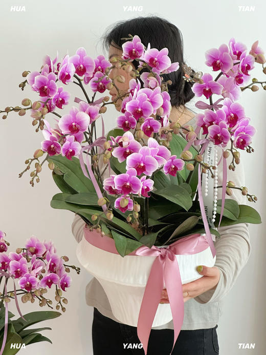 人间仙子 蝴蝶兰盆栽 商品图0