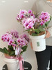 灵动翩翩 蝴蝶兰盆栽 商品缩略图2