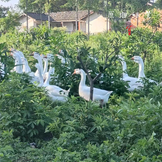 生态散养3年老鹅【切块】（原乡单发-顺丰陆运）| 来自成都安仁，生产者：杨恒珑【合作生产，公平贸易】 商品图4