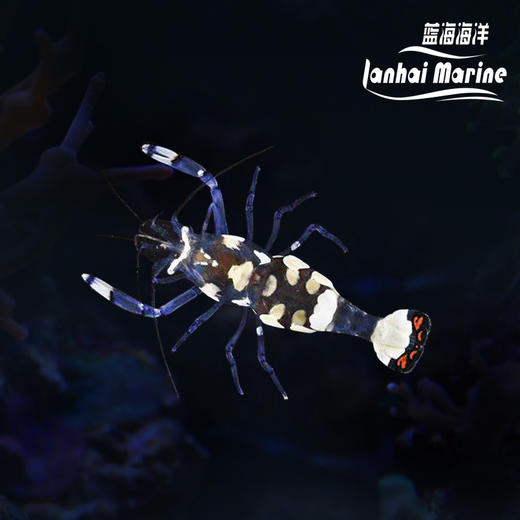 海葵虾 商品图0