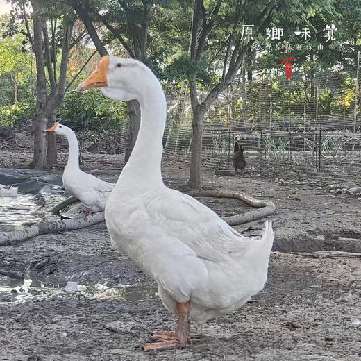 生态散养3年老鹅【切块】（原乡单发-顺丰陆运）| 来自成都安仁，生产者：杨恒珑【合作生产，公平贸易】 商品图5