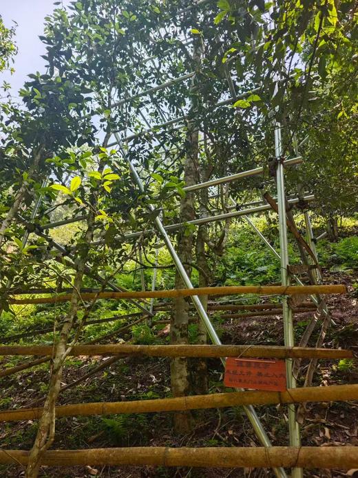 彩农茶│易武天花板薄荷塘、天门山、哆依树一类高杆古树，2026头春开订 商品图0