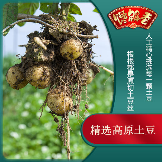 馋解香200g麻辣味香辣味土豆丝 商品图5