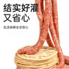伴晓仙盐渍猪肠衣2袋装 无添加灌香肠肠衣灌肉16-20斤左右肉肠衣 /粮油调味 /南北干货 /干菜类 商品缩略图1