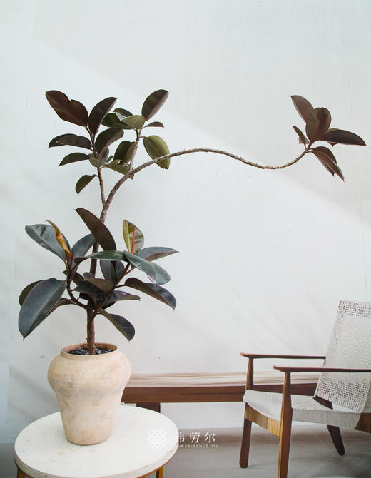 落地黑金刚 商品图0