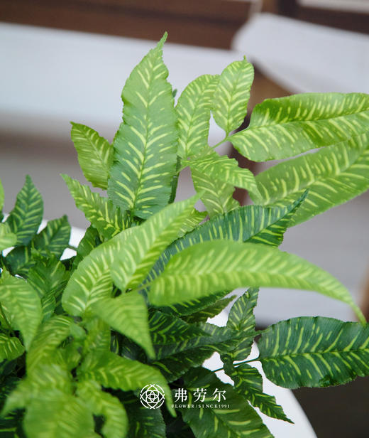 斑马蕨 商品图2