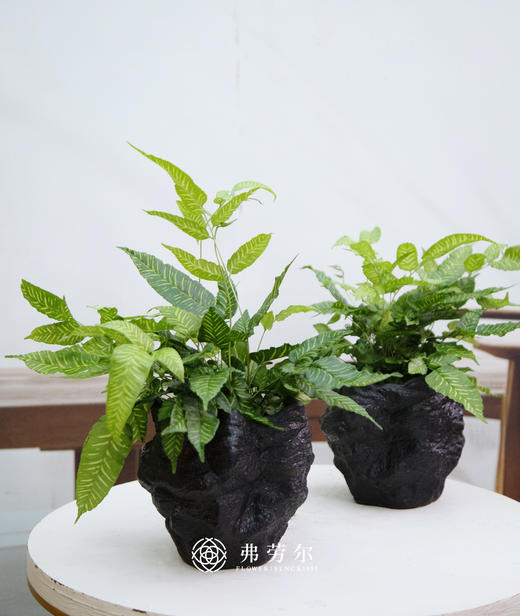 斑马蕨 商品图0