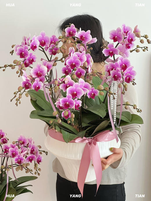 人间仙子 蝴蝶兰盆栽 商品图1