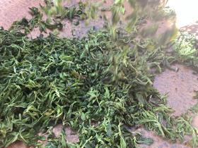 山里人做的野桑叶茶，到底有啥特别？290+项农残、重金属未检出！