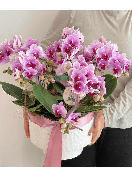 幸福满盆  蝴蝶兰盆 · 盆栽 商品图1