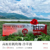高原玫瑰花冷粹液雪山玫瑰冷萃液0卡无糖 商品缩略图1
