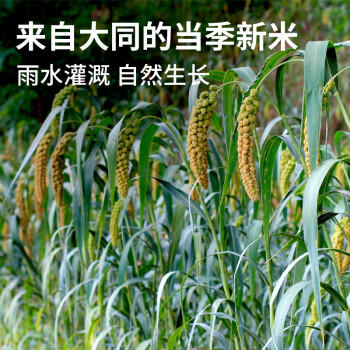 弘三利铺子山西大黄米罐装500g粽子米黄米黍米黄黏米黄糯米粗粮 /粮油调味 /杂粮 /其他杂粮 商品图0