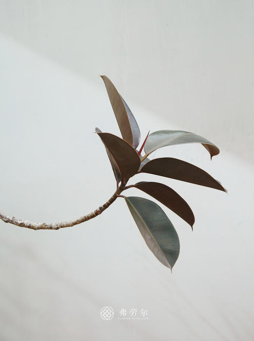 落地黑金刚 商品图2