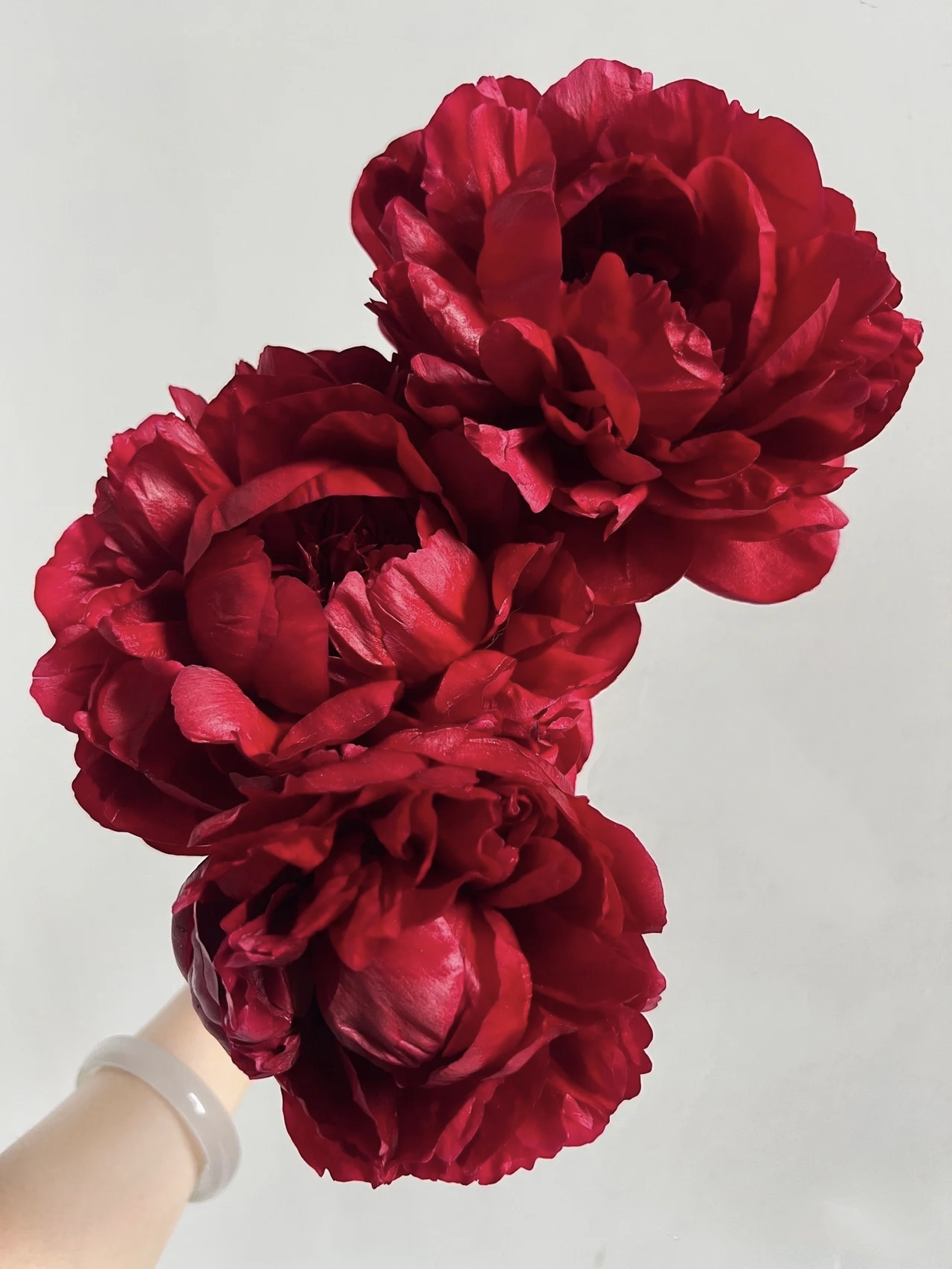 【预售！4.20起陆续发出】亨利博克斯特芍药【人间四月天，芍药铺庭前】 新品进口品种红色重瓣芍药  2束包邮 顺丰空运直发