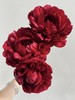 【预售！4.20起陆续发出】亨利博克斯特芍药【人间四月天，芍药铺庭前】 新品进口品种红色重瓣芍药  2束包邮 顺丰空运直发 商品缩略图0