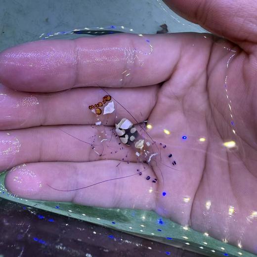 海葵虾 商品图4